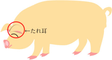 �����h���[�X��