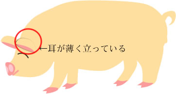 �僈�[�N�V���[��