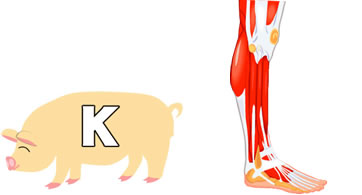 �J���E��